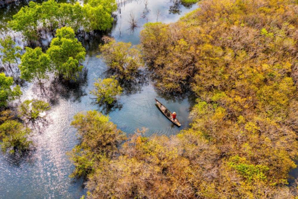 La Forêt de Mangrove de Rú Chá : Joyau naturel caché