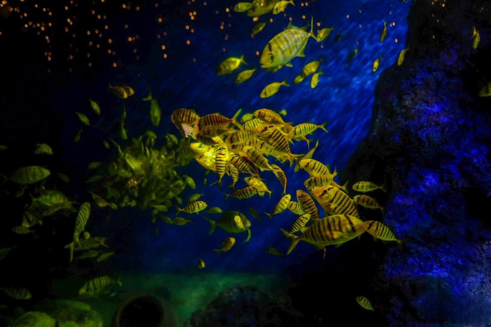 Fondé en 1923, l'Institut Océanographique est situé au 1 rue Cau Da.