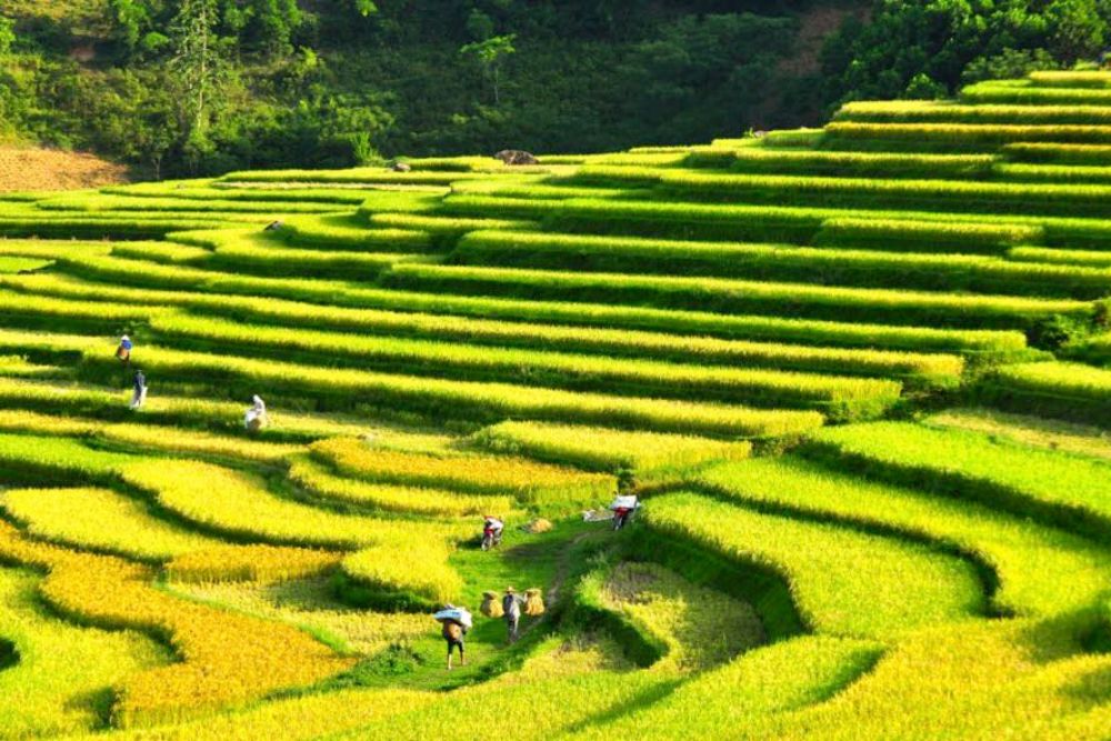 Scène de rizière à Pu Luong