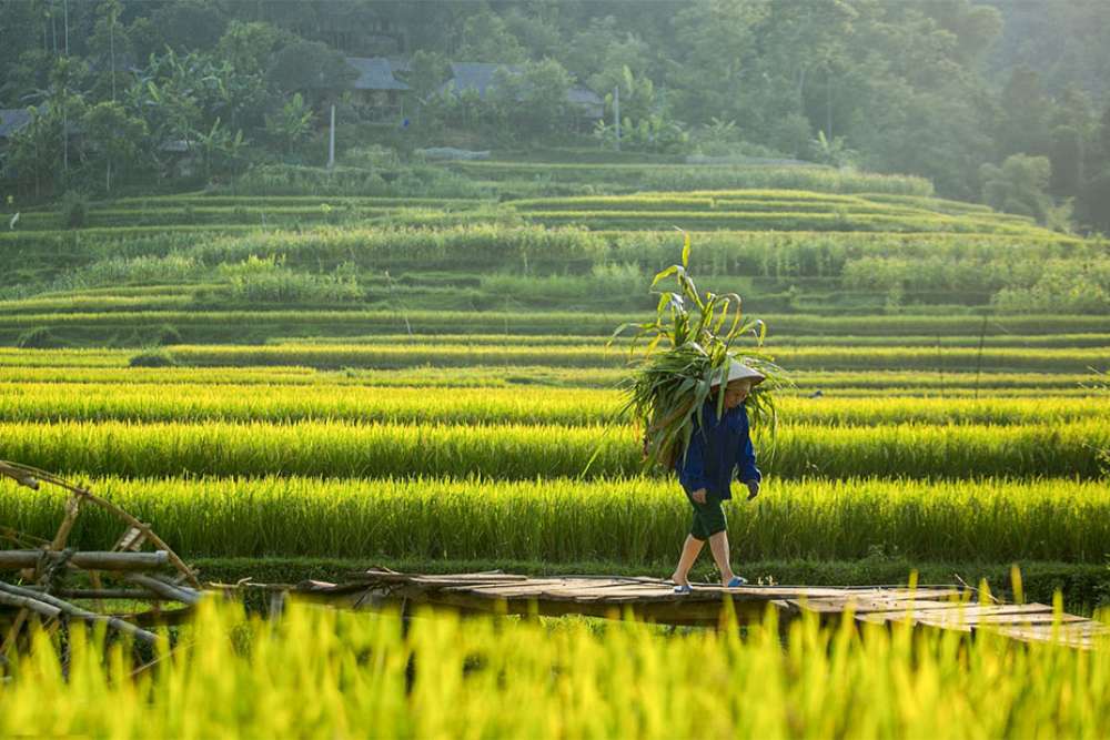Les agriculteurs travaillent dans les champs de Pu Luong.