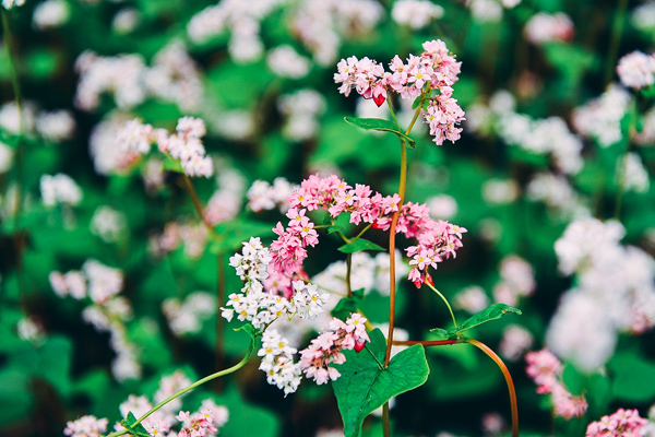 Saison des fleurs de sarrasin à Ha Giang