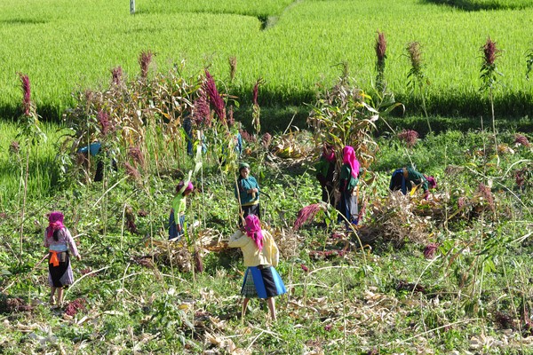 Quand partir à Ha Giang ?