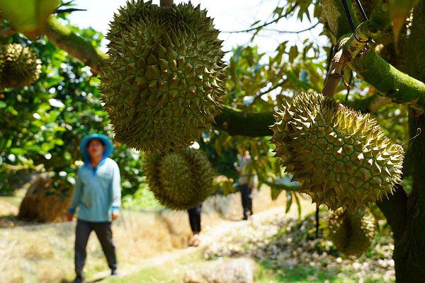 14 vergers de fruits du delta du Mékong au Vietnam