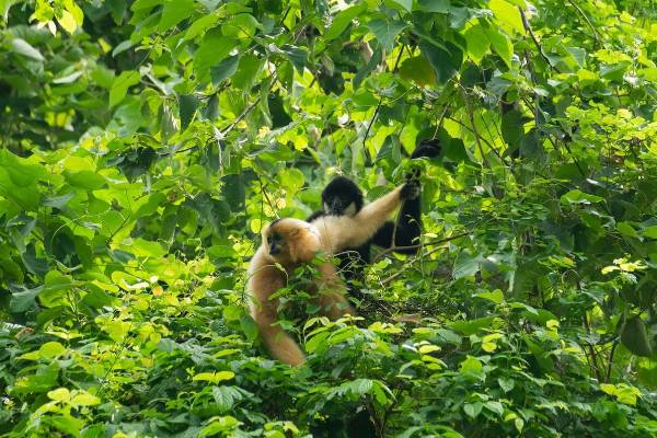 Parc national de Cuc Phuong