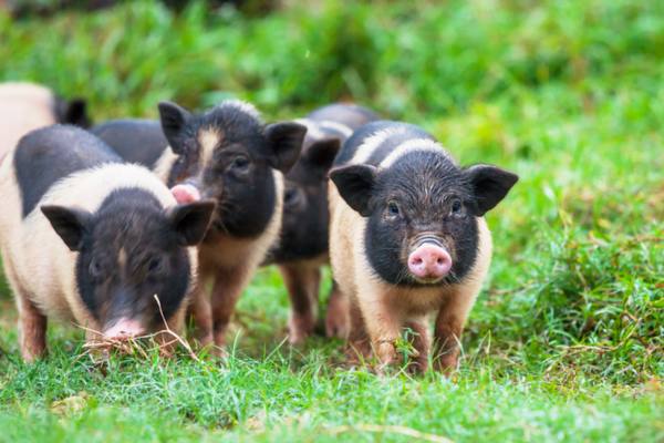 05 races de cochon endémiques du Vietnam