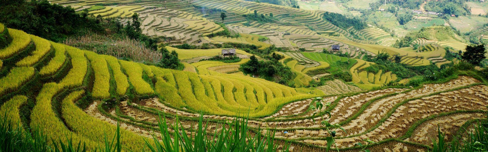 Quand voir les rizières en terrasses au Nord du Vietnam ?