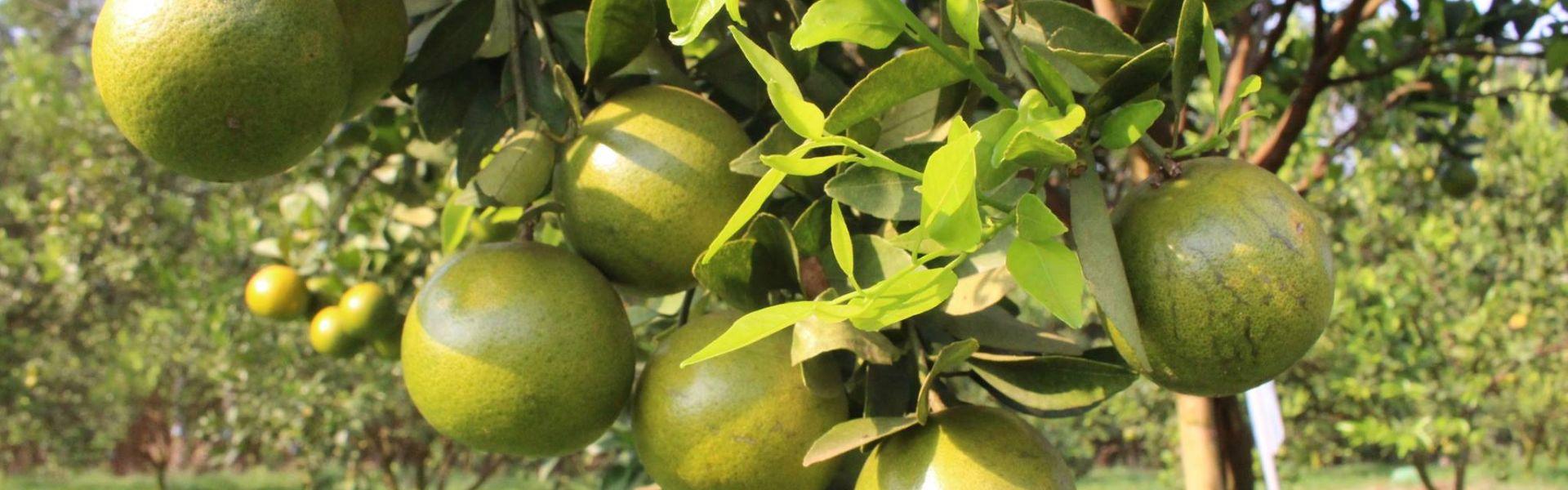 14 vergers de fruits du delta du Mékong au Vietnam