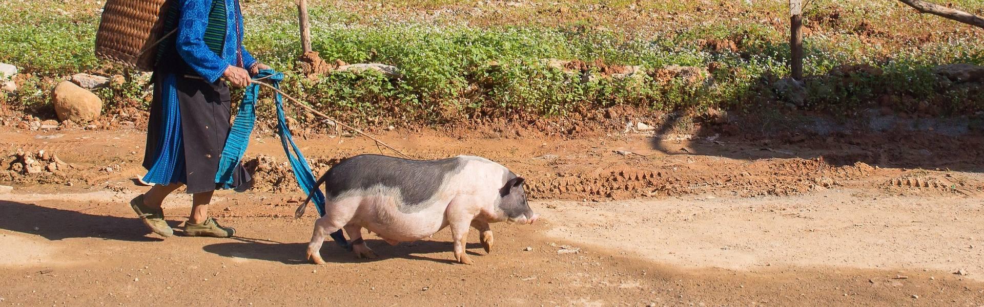 05 races de cochon endémiques du Vietnam