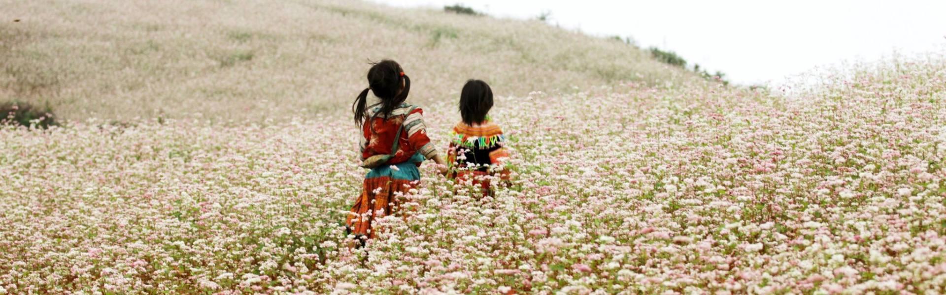 Saison des fleurs de sarrasin à Ha Giang