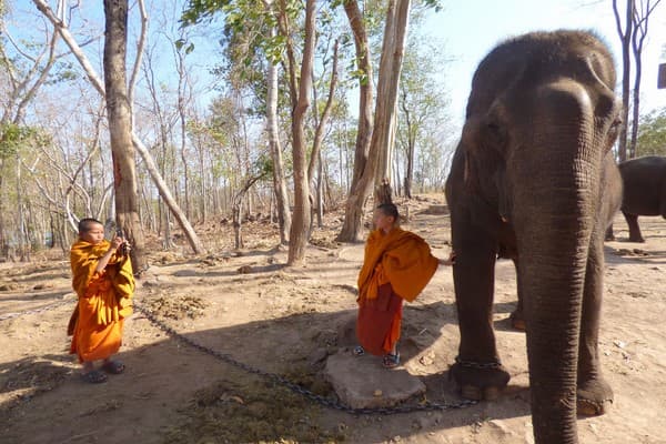 Jour 08 : Centre de Conservation de l'Éléphant - Vang Vieng