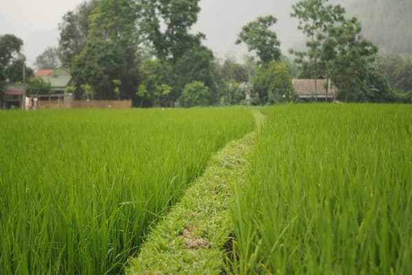 Jour 04 : Ha Noi - Mai Chau (Cha Long, Na Tang à vélo)