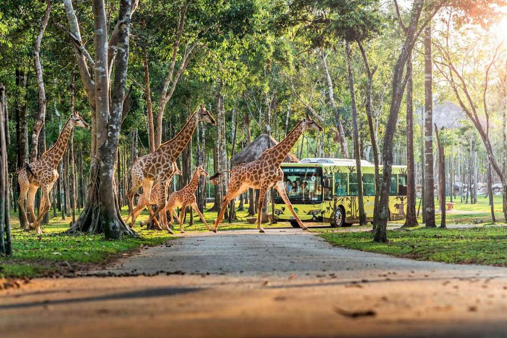 le Vinpearl Safari Phu Quoc est le premier et unique parc safari semi-ouvert du Vietnam.
