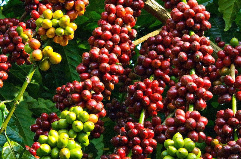 cafe, vietnam, plantation, graines de cafe