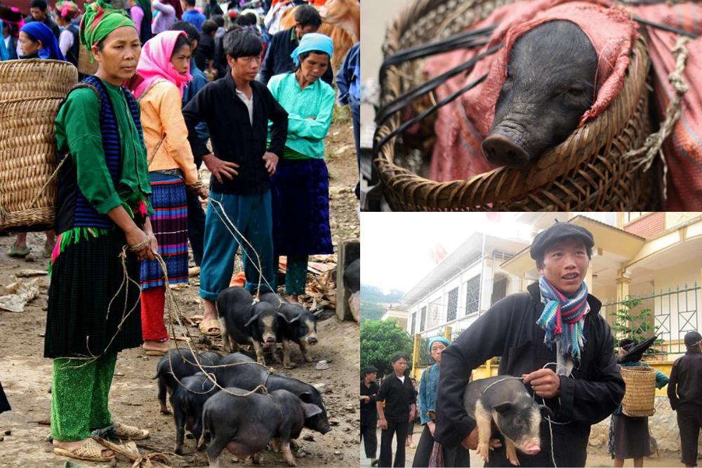 cochon vietnam, lon man, cochon qui se porte sous le bras