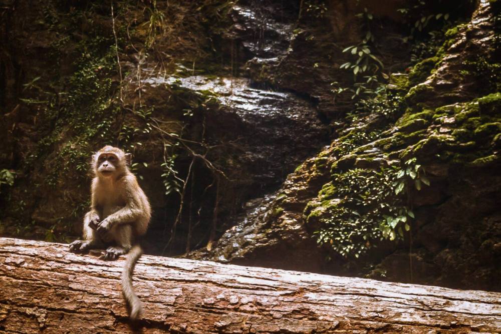 un singe dans la jungle de Koh Lanta