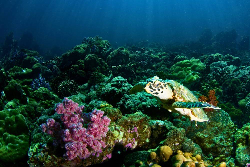 Récifs coralliens colorés et faune marine à voir lors d'une plongée à Koh Lipe