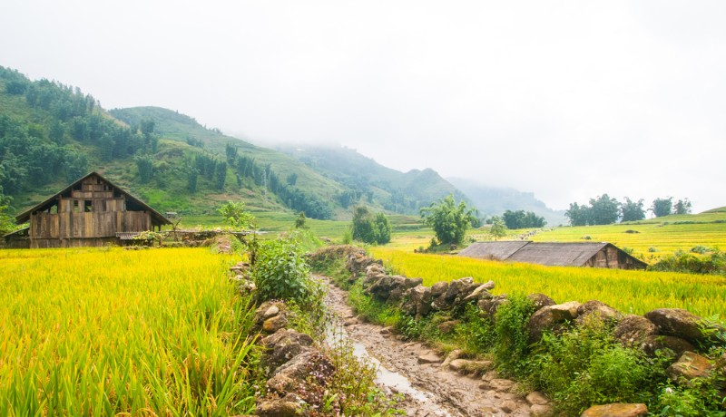 un chemin boueux au milieu d'une rizière dorée et des montagnes à Mu Cang Chai, Vietnam