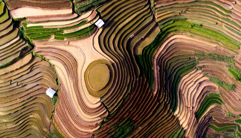 vue de haut des rizières en terrasse à Mu Cang Chai pendant la saison de repiquage