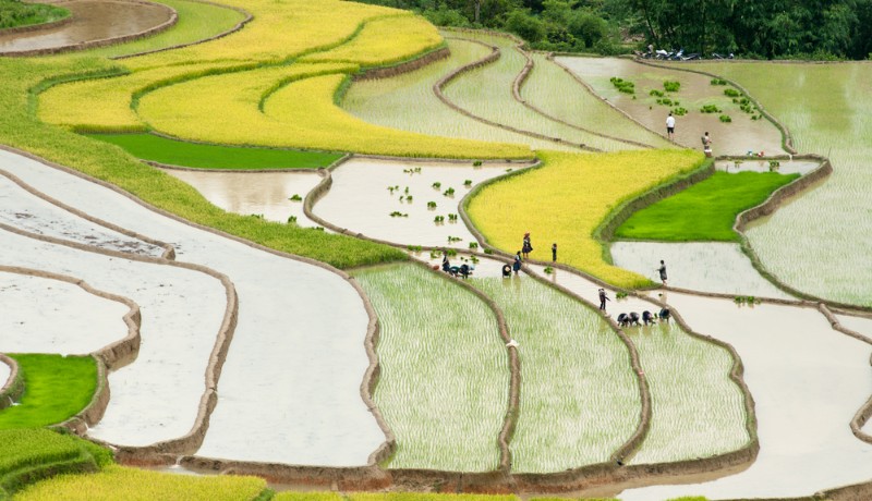 repiquage dans les rizières en terrasse à Mu Cang Chai, Vietnam