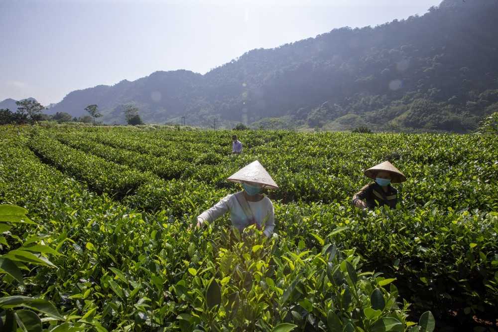 plantation du thé, guide voyage da bac, voyage vietnam
