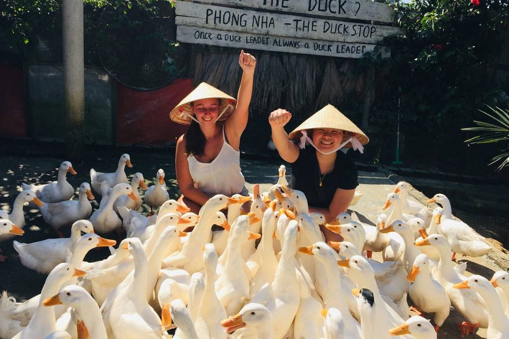 troupeau de canards à Quang Binh, Vietnam