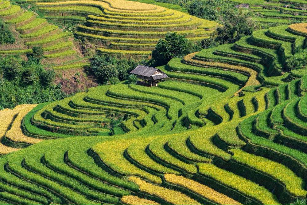 rizière en terrasse au Nord du Vietnam