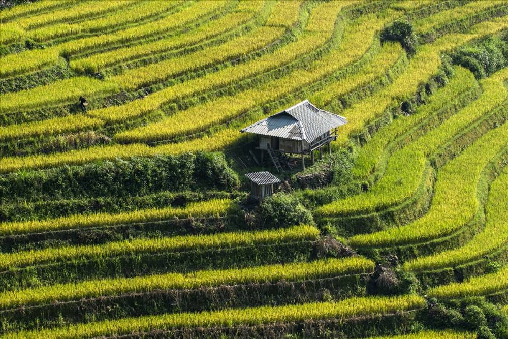 rizières en terrasse vertes à Bac Ha