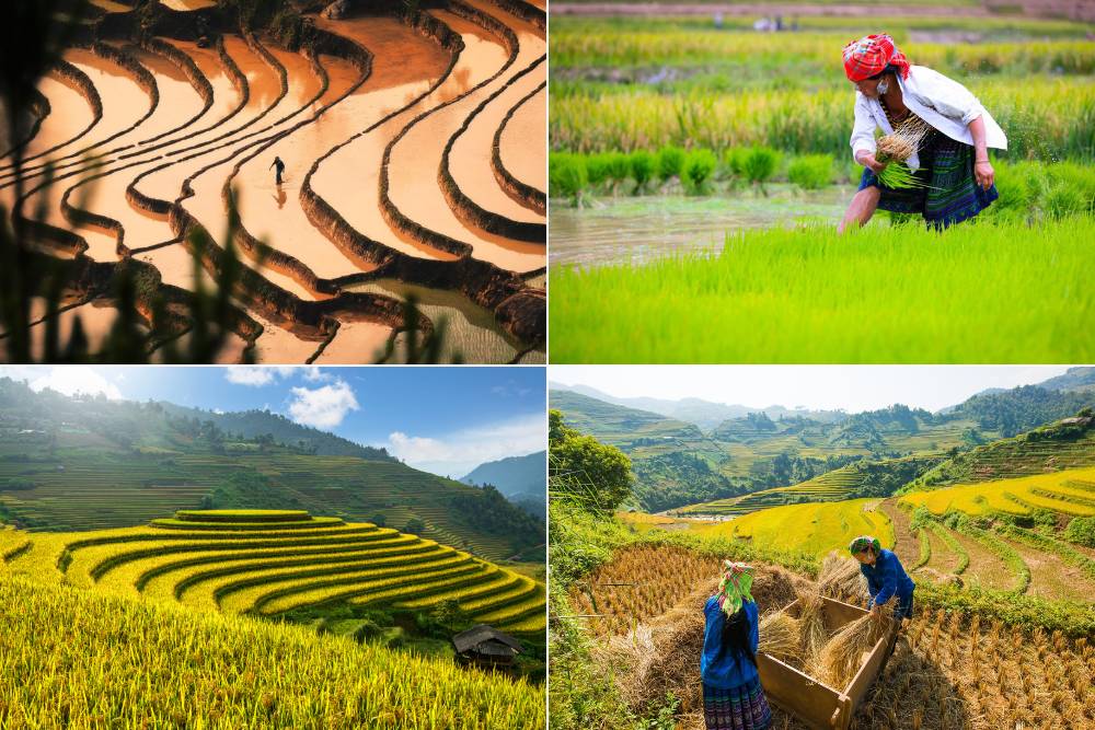 4 saisons du riz au Nord du Vietnam : repiquage, riz vert, riz mûr et récolte