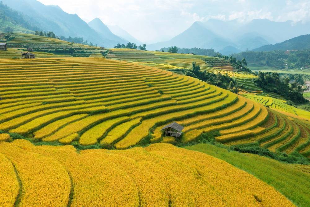 rizières en terrasse immenses à Sapa, Vietnam