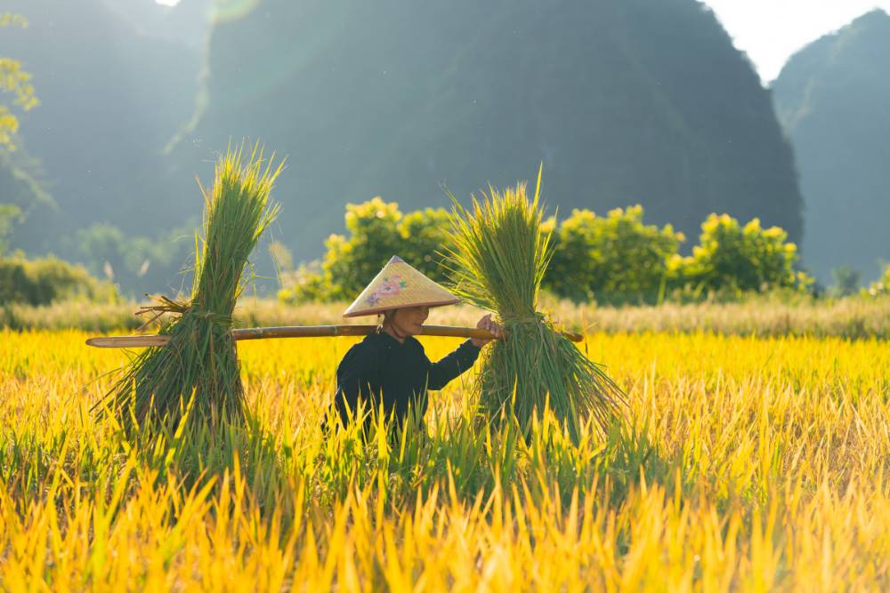 habitant transportant du riz dans une rizière au Vietnam