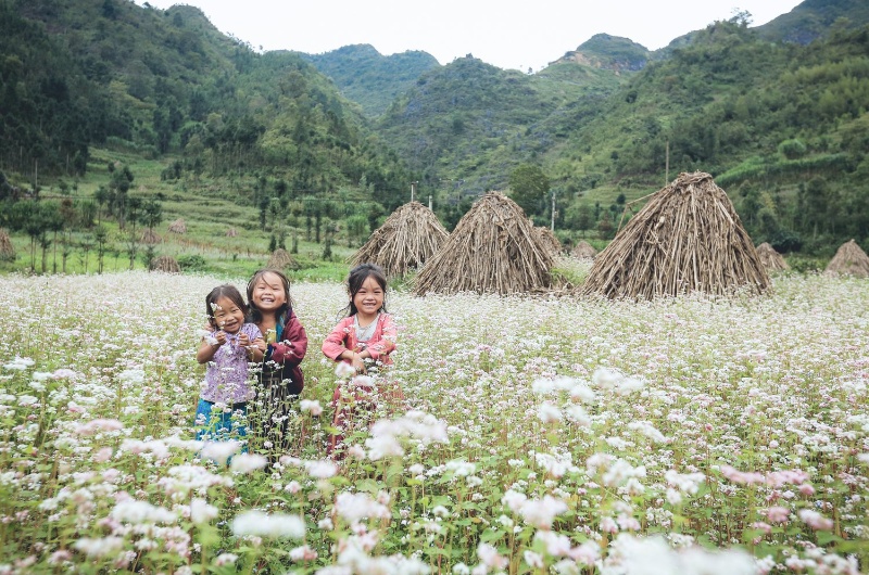 enfants s'amusant au milieu d'un champ de fleurs de sarrasin blanches à Ha Giang