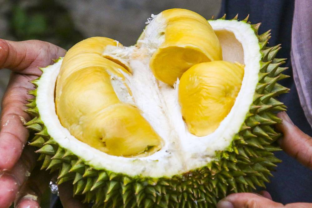 verger fruit delta mekong, verger durian