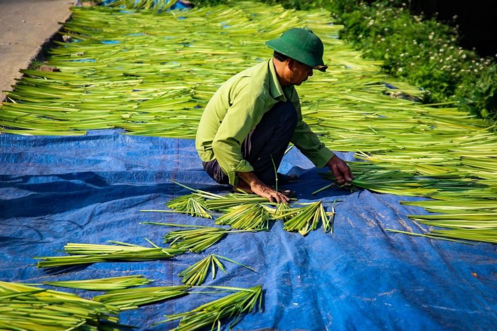 village chuon, chapeau conique, village artisanal, village hanoi vietnam, séchage des feuilles pour fabriquer non la